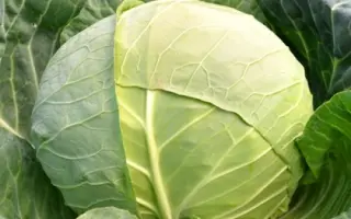 Landini F1 / Ландіні F1