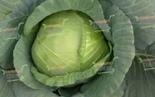 Leopard / Леопард