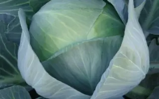 Libreto / Лібрето