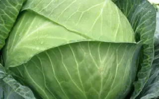 Mandarin F1 / Мандарин F1