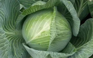 Marabou F1 / Марабу F1