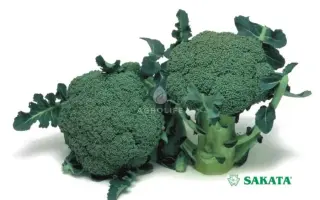 Marathon F1 / Маратон F1