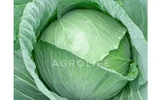 Mandi F1 / Менді F1