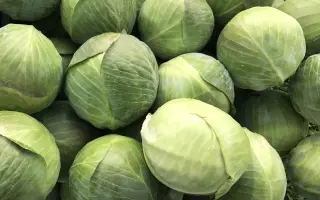 Musketeer F1 / Мушкетер F1