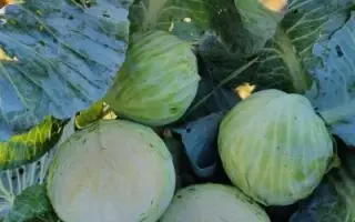 Orion F1 / Орион F1