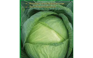 Otorino F1 / Оторіно F1