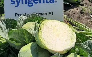 PRUCTOR CEMES / ПРУКТОР СЕМЕС