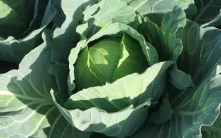 Pructor F1 / Пруктор F1