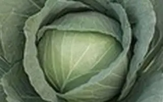 Ranoki F1 / Ранокі F1