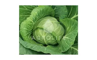 Reactor F1 / Реактор F1