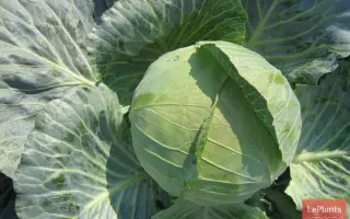 Resistor F1 / Резістор F1