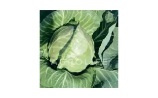 Rayma F1 / Рейма F1