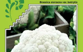 Regent F1 / Ріджент F1