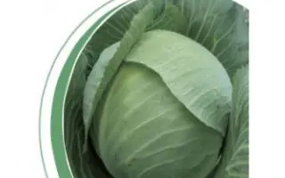 Russo F1 / Руссо F1