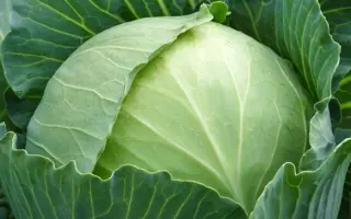 Satelite F1 / Сателіт F1