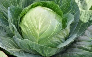 Secoma / Секома