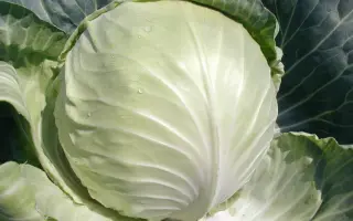 Selma F1 / Селма F1