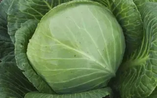 Skif F1 / Скіф F1