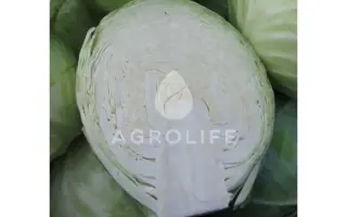 Sonja F1 / Соня F1