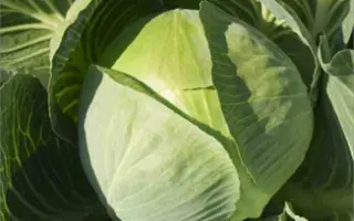 Strukton F1 / Структон F1