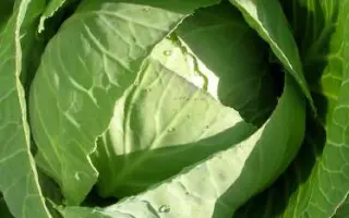 Супер казачок F1