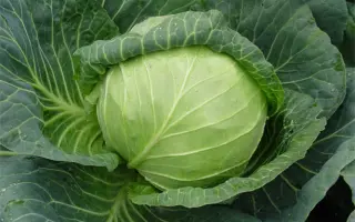 Cupreme Vantage / Супрім Вантаж