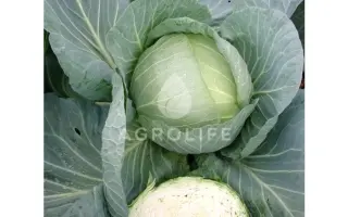 Tacoma F1 / Такома F1