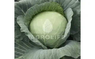 Target F1 / Таргет F1