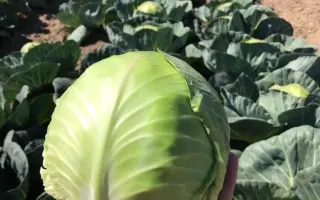 Tougma F1 / Тафма F1