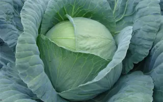 Teneciti / Тенесіті