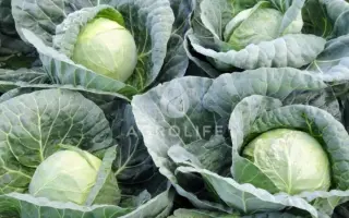 Theras F1 / Терас F1