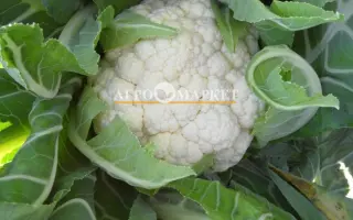 Tolero F1 / Толеро F1