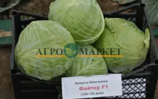 Fighter / Файтер