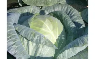 Fundaxy F1 / Фундаксі F1