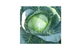 Furios F1 / Фуріос F1