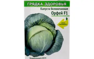 Hedona / Хедона