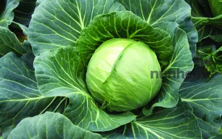 Yanisol / Янісоль