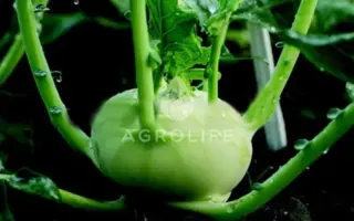 Vikora / Вікора