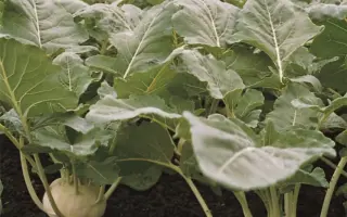 Korist / Коріст