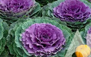 Purpurova / Пурпурова