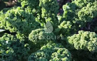 Kapral / Капрал