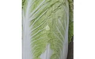 Bazuko / Базуко