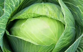 Bridgyt / Бріджит