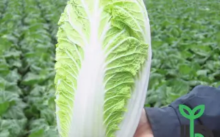 Emiko F1 / Еміко F1