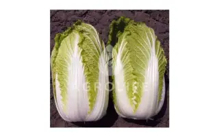 Kinka F1 / Кінка F1