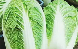 Manoko F1 / Маноко F1