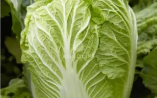 MARRIO / МАРРІО