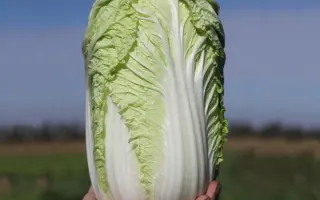 Tensai / Тенсаі