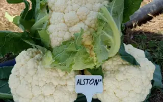 Asten F1 / Астен F1