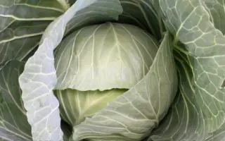 Winter pride F1 / Винтер Прайд F1